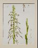 <em>Himantoglossum hircinum</em>